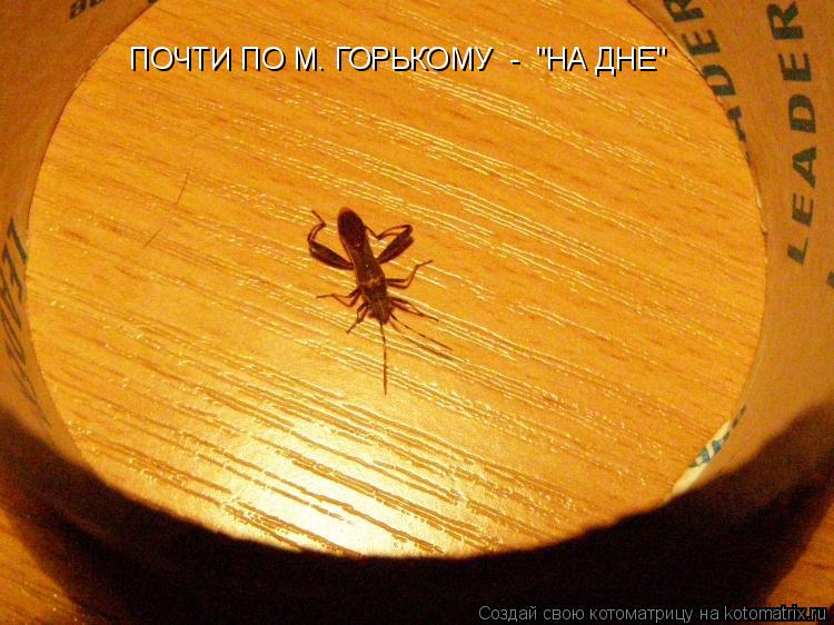 Котоматрица: ПОЧТИ ПО М. ГОРЬКОМУ  -  "НА ДНЕ"