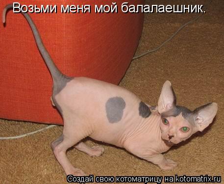Возьми меня мой балалаешник.... Котоматрица: Возьми меня мой балалаешник.
