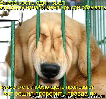 Вчера кость один сьел все сразу начали меня крысой обзывать крысы же в любую щель пролезают вот решил... Котоматрица: Вчера кость один сьел все сразу начали меня крысой обзывать крысы же в любую щель пролезают вот решил проверить правда ли...