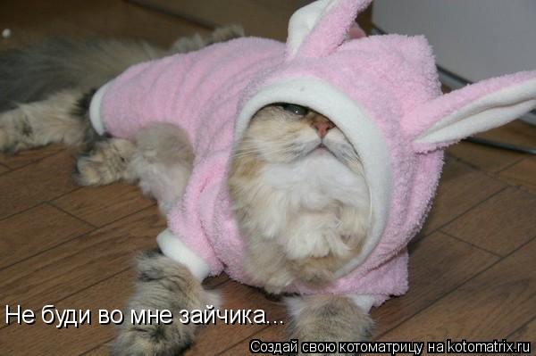 Не буди во мне зайчика...... Котоматрица: Не буди во мне зайчика...