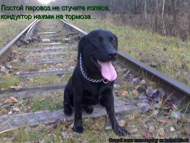 Постой паровоз,не стучите колёса, кондуктор нажми на тормоза...... Котоматрица: Постой паровоз,не стучите колёса, кондуктор нажми на тормоза...