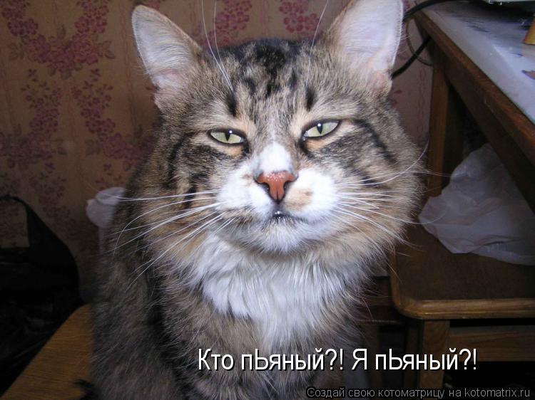 Котоматрица: Кто пЬяный?! Я пЬяный?!