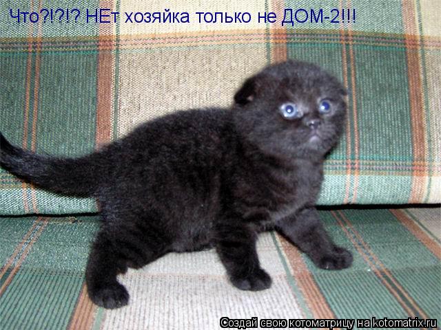 Котоматрица: Что?!?!? НЕт хозяйка только не ДОМ-2!!!
