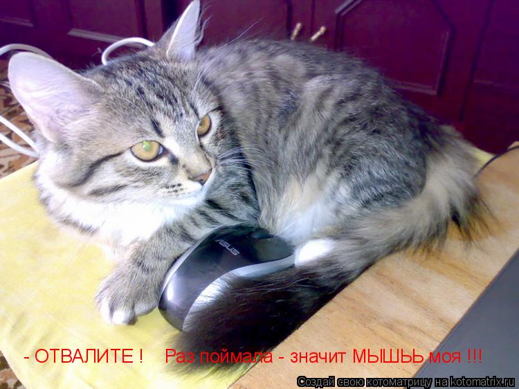 Котоматрица: - ОТВАЛИТЕ !    Раз поймала - значит МЫШЬЬ моя !!!
