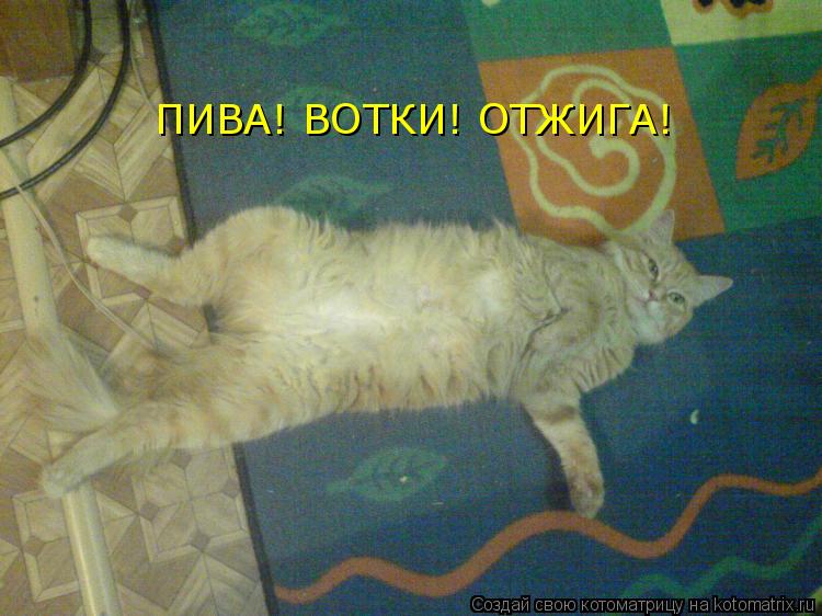 ПИВА! ВОТКИ! ОТЖИГА!... Котоматрица: ПИВА! ВОТКИ! ОТЖИГА!