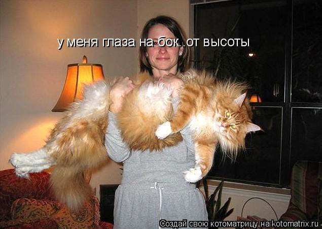у меня глаза на бок..от высоты... Котоматрица: у меня глаза на бок..от высоты