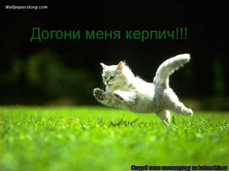 Догони меня керпич!!!... Котоматрица: Догони меня керпич!!!
