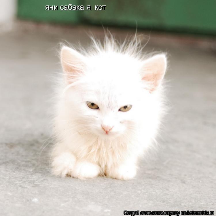 яни сабака я кот... Котоматрица: яни сабака я кот