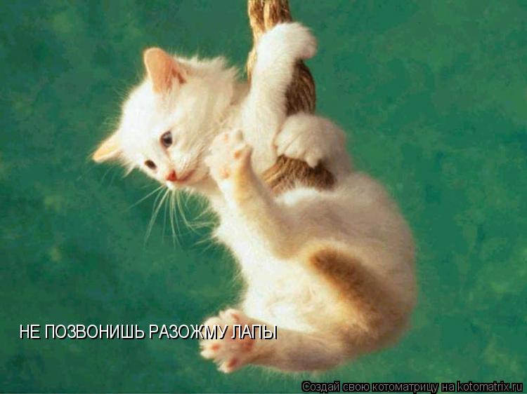 Котоматрица: НЕ ПОЗВОНИШЬ РАЗОЖМУ ЛАПЫ