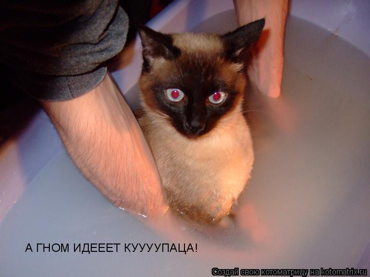 Котоматрица: А ГНОМ ИДЕЕЕТ КУУУУПАЦА!
