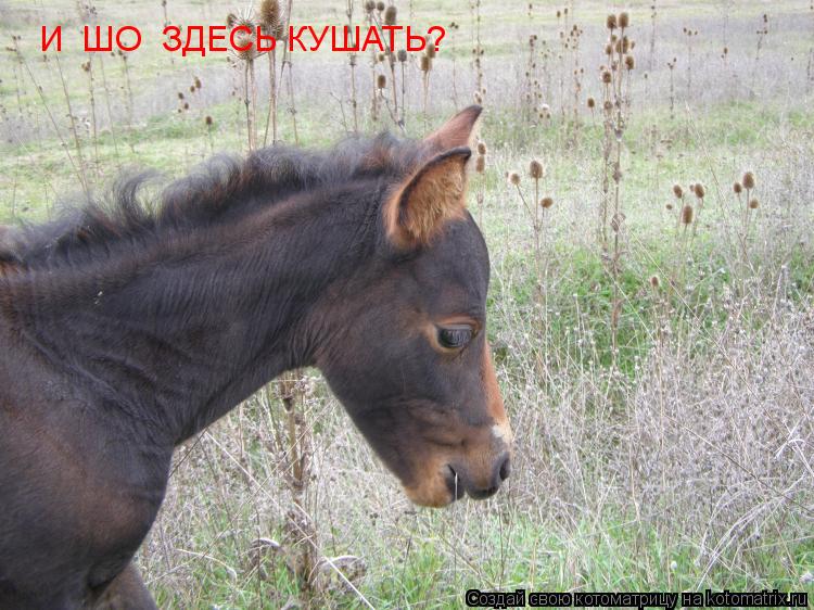 И ШО ЗДЕСЬ КУШАТЬ?... Котоматрица: И ШО ЗДЕСЬ КУШАТЬ?