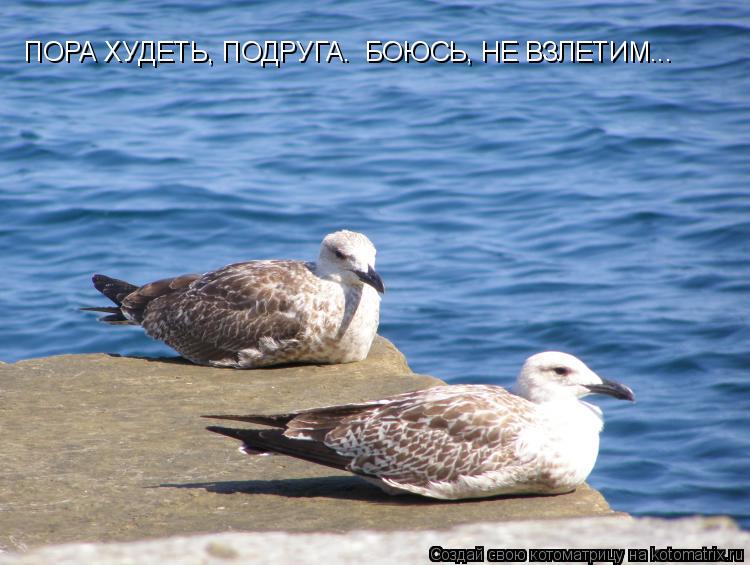 ПОРА ХУДЕТЬ, ПОДРУГА. БОЮСЬ, НЕ ВЗЛЕТИМ...... Котоматрица: ПОРА ХУДЕТЬ, ПОДРУГА. БОЮСЬ, НЕ ВЗЛЕТИМ...