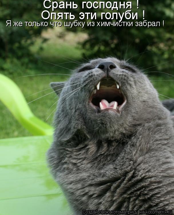 Я же только что шубку из химчистки забрал ! Опять эти голуби ! Срань господня !... Котоматрица: Я же только что шубку из химчистки забрал ! Опять эти голуби ! Срань господня !
