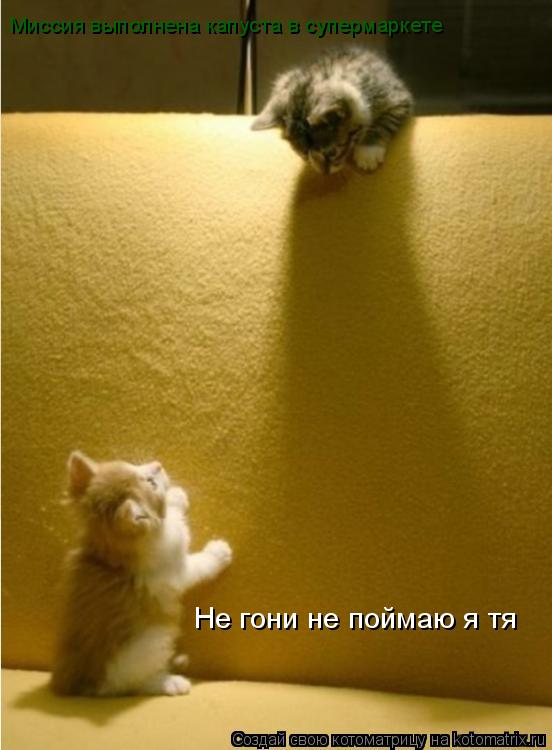 Не гони не поймаю я тя Миссия выполнена капуста в супермаркете... Котоматрица: Не гони не поймаю я тя Миссия выполнена капуста в супермаркете