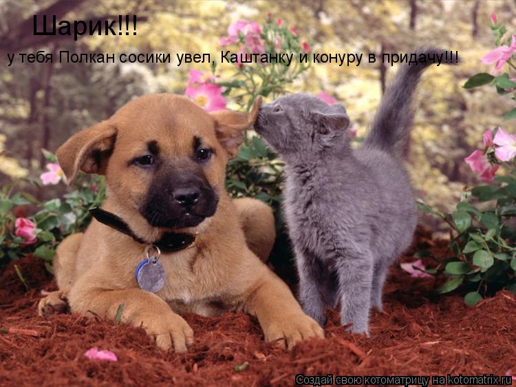 Котоматрица: Шарик!!! у тебя Полкан сосики увел, Каштанку и конуру в придачу!!!