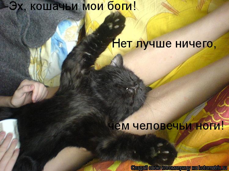 -Эх, кошачьи мои боги! Нет лучше ничего, чем человечьи ноги!... Котоматрица: -Эх, кошачьи мои боги! Нет лучше ничего, чем человечьи ноги!