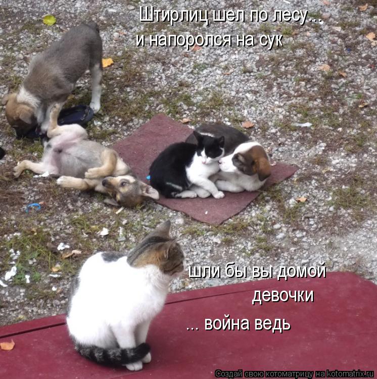 Штирлиц шел по лесу... и напоролся на сук шли бы вы домой девочки ... война ведь... Котоматрица: Штирлиц шел по лесу... и напоролся на сук шли бы вы домой девочки ... война ведь