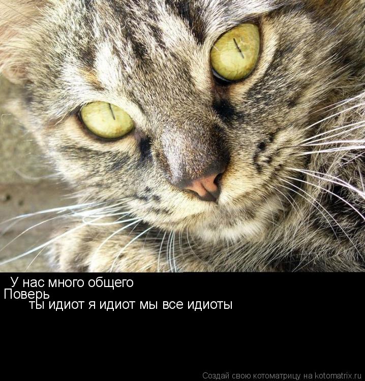 Котоматрица: У нас много общего Поверь ты идиот я идиот мы все идиоты