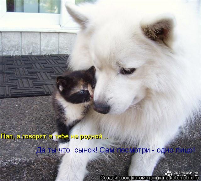 Пап, а говорят, я тебе не родной... Да ты что, сынок! Сам посмотри - одно лицо!... Котоматрица: Пап, а говорят, я тебе не родной... Да ты что, сынок! Сам посмотри - одно лицо!
