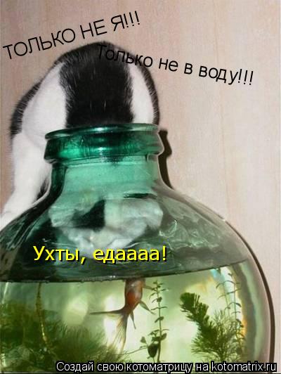 ТОЛЬКО НЕ Я!!! Только не в воду!!! Ухты, едаааа!... Котоматрица: ТОЛЬКО НЕ Я!!! Только не в воду!!! Ухты, едаааа!