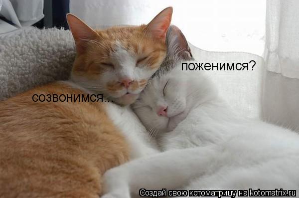 созвонимся... поженимся?... Котоматрица: созвонимся... поженимся?