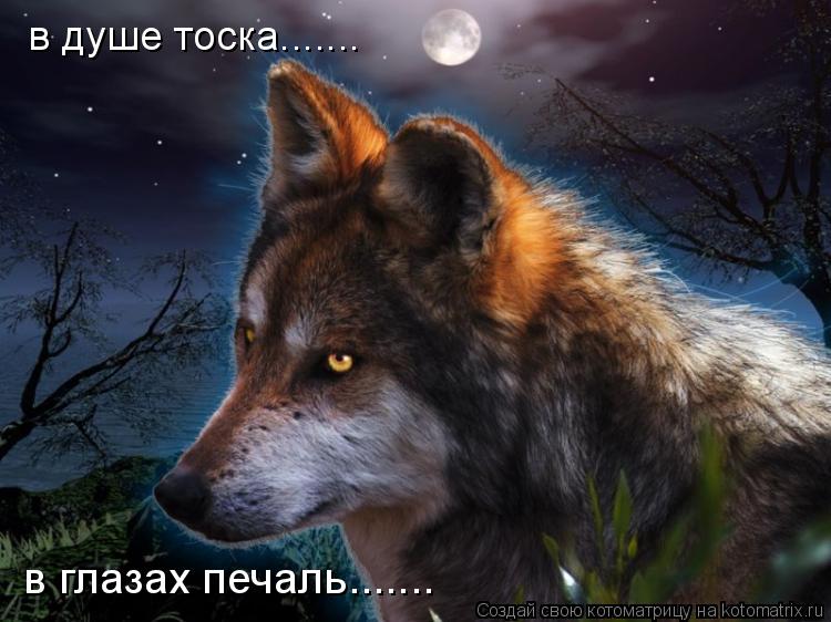 в душе тоска....... в глазах печаль.......... Котоматрица: в душе тоска....... в глазах печаль.......