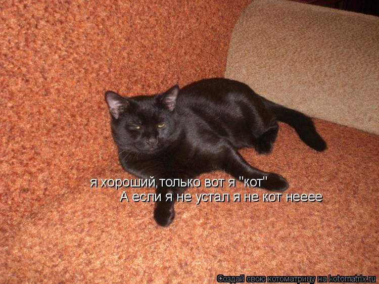 Котоматрица: я хороший,только вот я "кот"  А если я не устал я не кот нееее