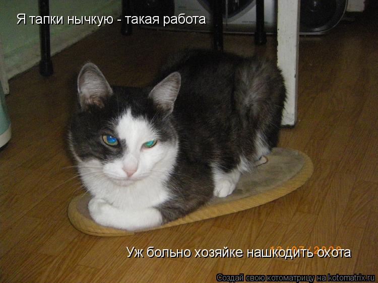 Я тапки нычкую - такая работа Уж больно хозяйке нашкодить охота... Котоматрица: Я тапки нычкую - такая работа Уж больно хозяйке нашкодить охота