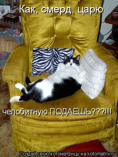 Котоматрица: Как, смерд, царю челобитную ПОДАЕШЬ???!!!