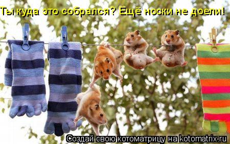 Ты куда это собрался? Ещё носки не доели!... Котоматрица: Ты куда это собрался? Ещё носки не доели!