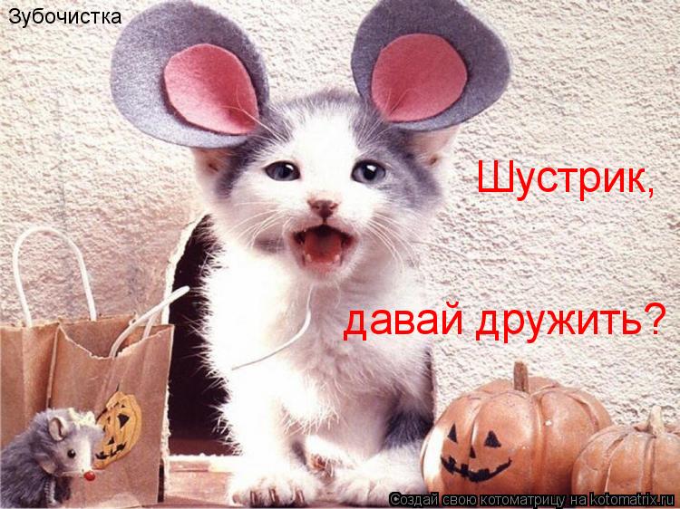 Зубочистка Шустрик, давай дружить?... Котоматрица: Зубочистка Шустрик, давай дружить?