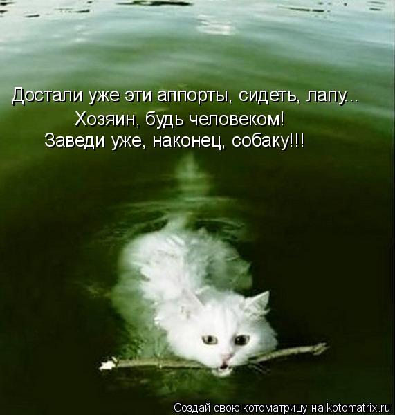Котоматрица: Достали уже эти аппорты, сидеть, лапу... Хозяин, будь человеком! Заведи уже, наконец, собаку!!!