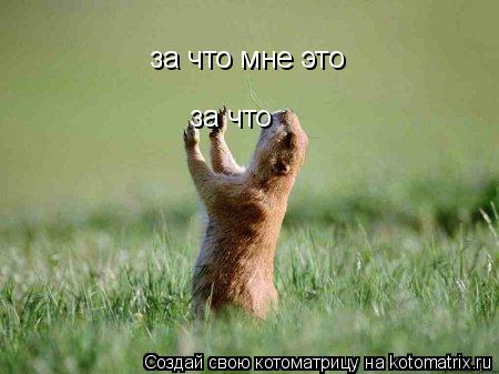 Котоматрица: за что мне это за что