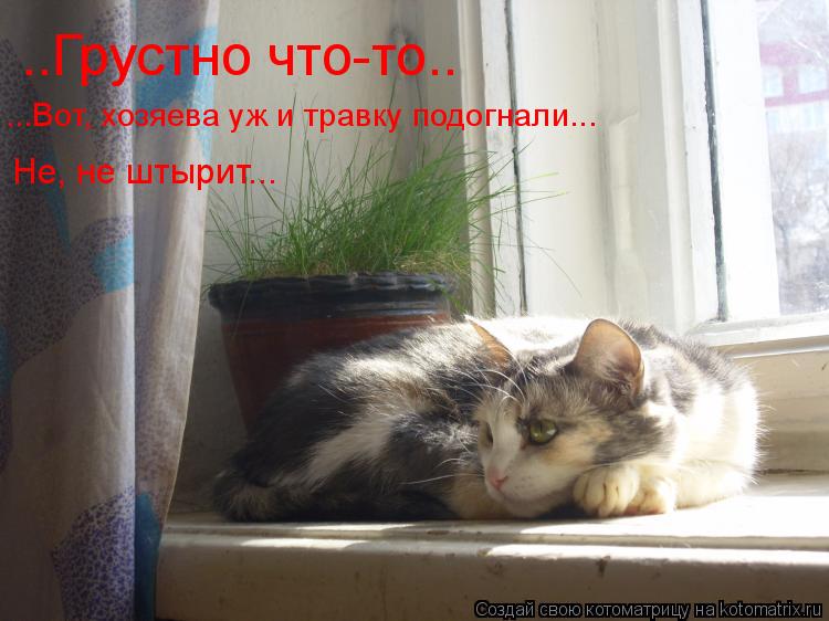 ..Грустно что-то.. Не, не штырит... ...Вот, хозяева уж и травку подогнали...... Котоматрица: ..Грустно что-то.. Не, не штырит... ...Вот, хозяева уж и травку подогнали...