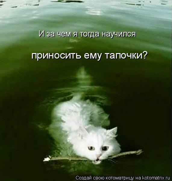Котоматрица: И за чем я тогда научился приносить ему тапочки?  И за чем я тогда научился  приносить ему тапочки?