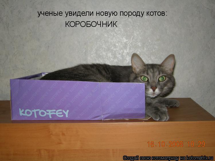 Котоматрица: ученые увидели новую породу котов: КОРОБОЧНИК