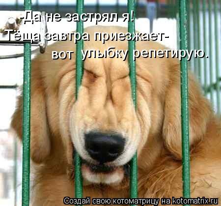 -Да не застрял я! улыбку репетирую. Тёща завтра приезжает- вот... Котоматрица: -Да не застрял я! улыбку репетирую. Тёща завтра приезжает- вот