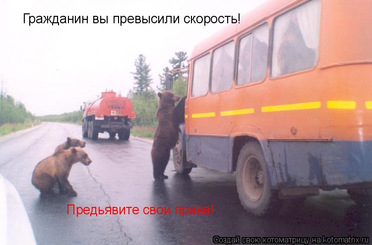 Котоматрица: Гражданин вы превысили скорость! Предьявите свои права!