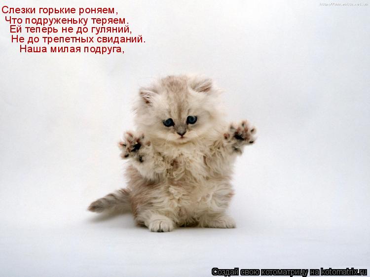 Котоматрица: Слезки горькие роняем, Что подруженьку теряем. Ей теперь не до гуляний, Не до трепетных свиданий. Наша милая подруга,