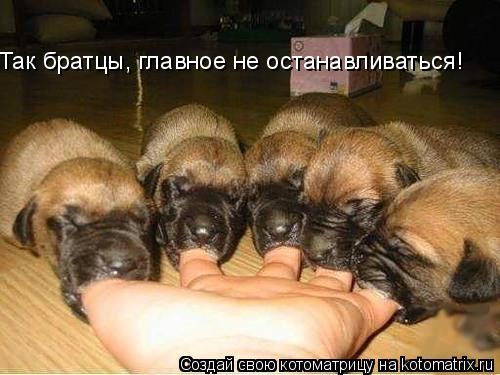 Котоматрица: Так братцы, главное не останавливаться!