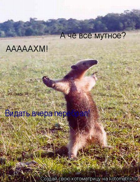 Котоматрица: АААААХМ! А чё всё мутное? Видать вчера перебрал!