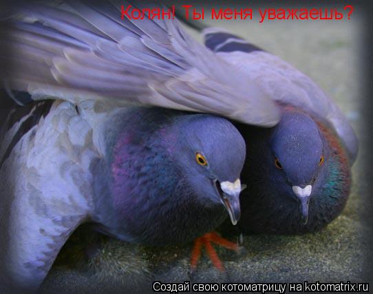 Колян! Ты меня уважаешь?... Котоматрица: Колян! Ты меня уважаешь?