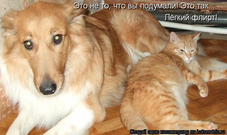 Котоматрица: Это не то, что вы подумали! Это так...  Лёгкий флирт!