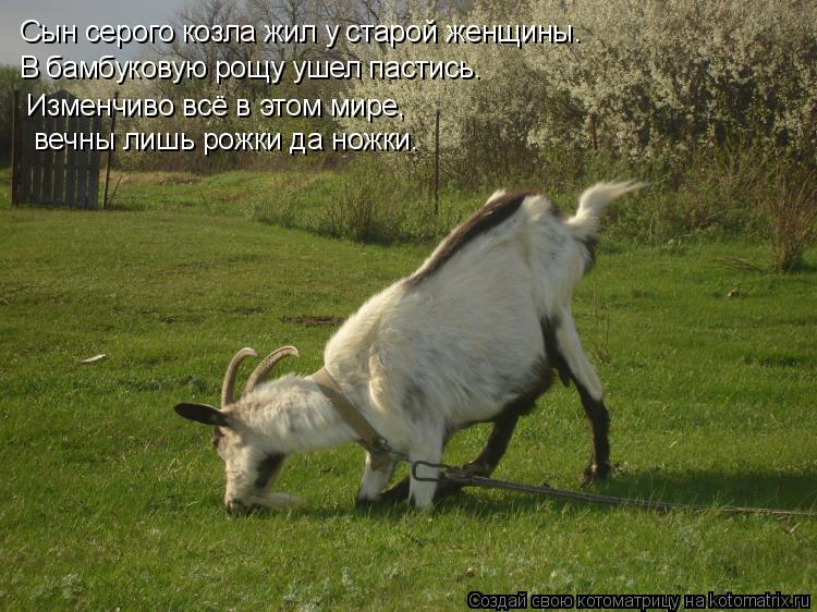 Котоматрица: Сын серого козла жил у старой женщины. В бамбуковую рощу ушел пастись. Изменчиво всё в этом мире,  вечны лишь рожки да ножки.