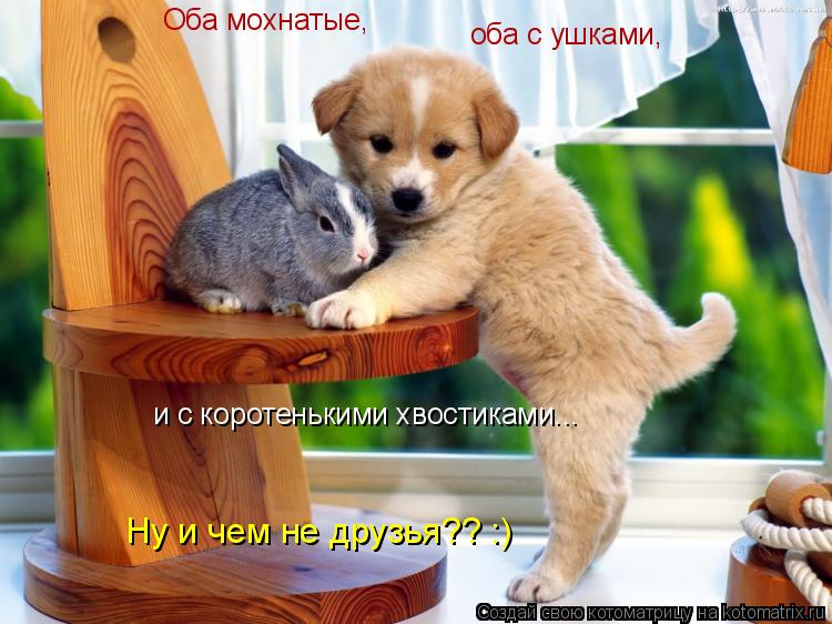 Котоматрица: Оба мохнатые, оба с ушками, и с коротенькими хвостиками... Ну и чем не друзья?? :)