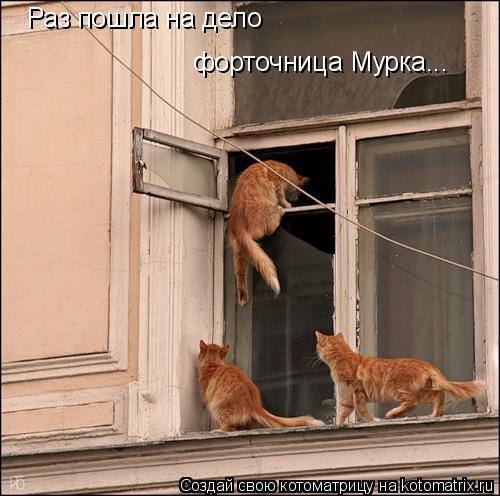 Раз пошла на дело форточница Мурка...... Котоматрица: Раз пошла на дело форточница Мурка...