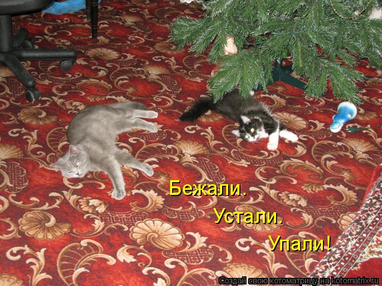 Бежали. Устали. Упали!... Котоматрица: Бежали. Устали. Упали!