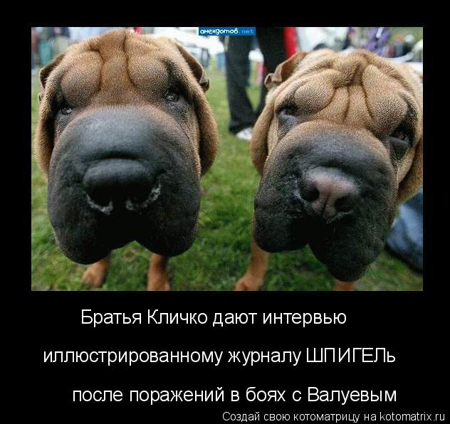 после поражений в боях с Валуевым Братья Кличко дают интервью иллюстрированному журналу ШПИГЕЛь... Котоматрица: после поражений в боях с Валуевым Братья Кличко дают интервью иллюстрированному журналу ШПИГЕЛь