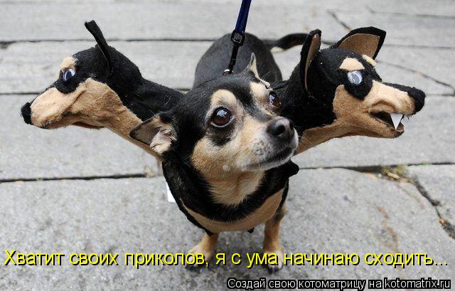 Хватит своих приколов, я с ума начинаю сходить...... Котоматрица: Хватит своих приколов, я с ума начинаю сходить...