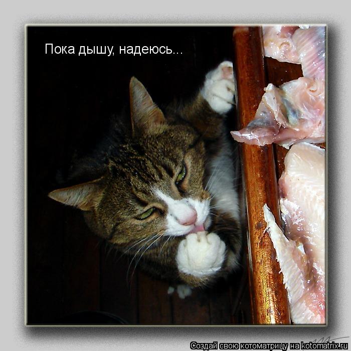 Пока дышу, надеюсь...... Котоматрица: Пока дышу, надеюсь...